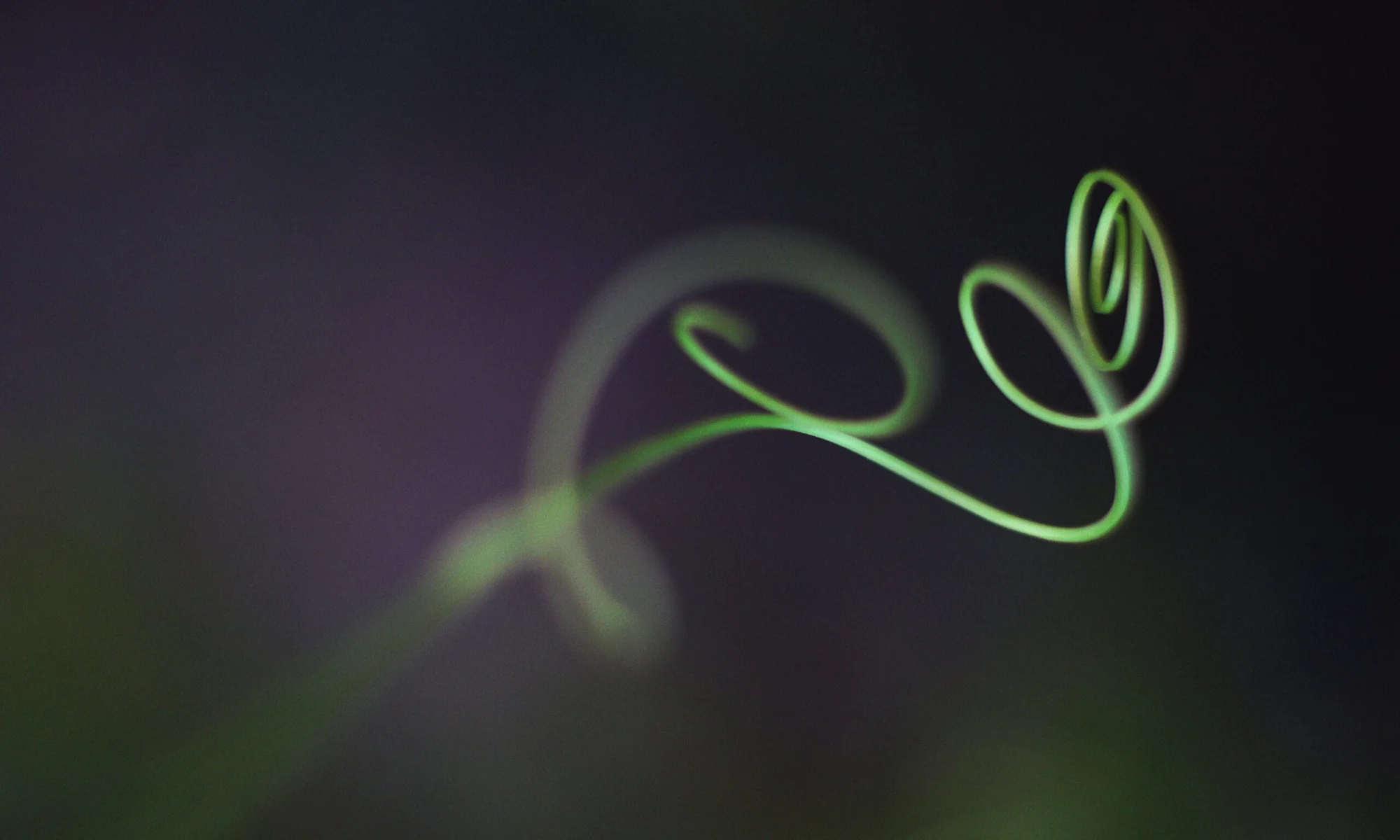 Planta en espiral que simboliza el crecimiento orgánico y continuo de la práctica de Ashtanga Yoga como un proceso vivo de transformación.